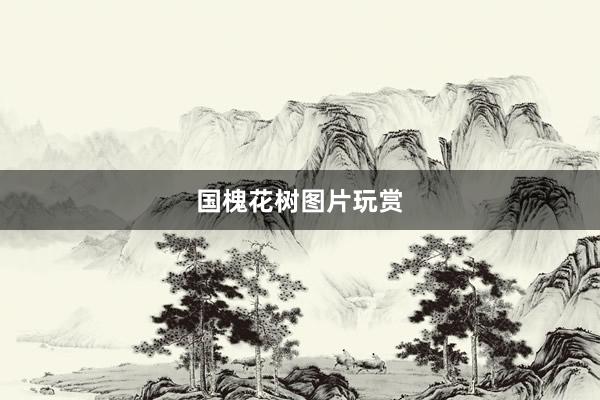 国槐花树图片玩赏